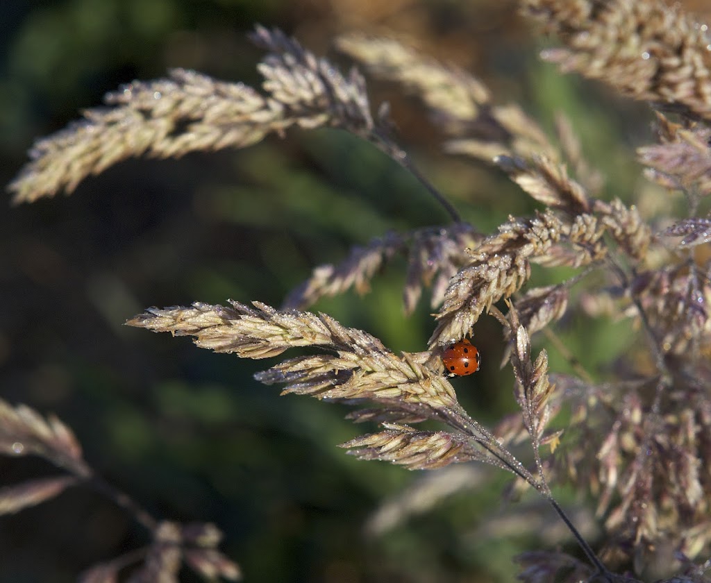 Salt Spring Seeds | 250 Toynbee Rd, Salt Spring Island, BC V8K 2W1, Canada | Phone: (250) 537-5269