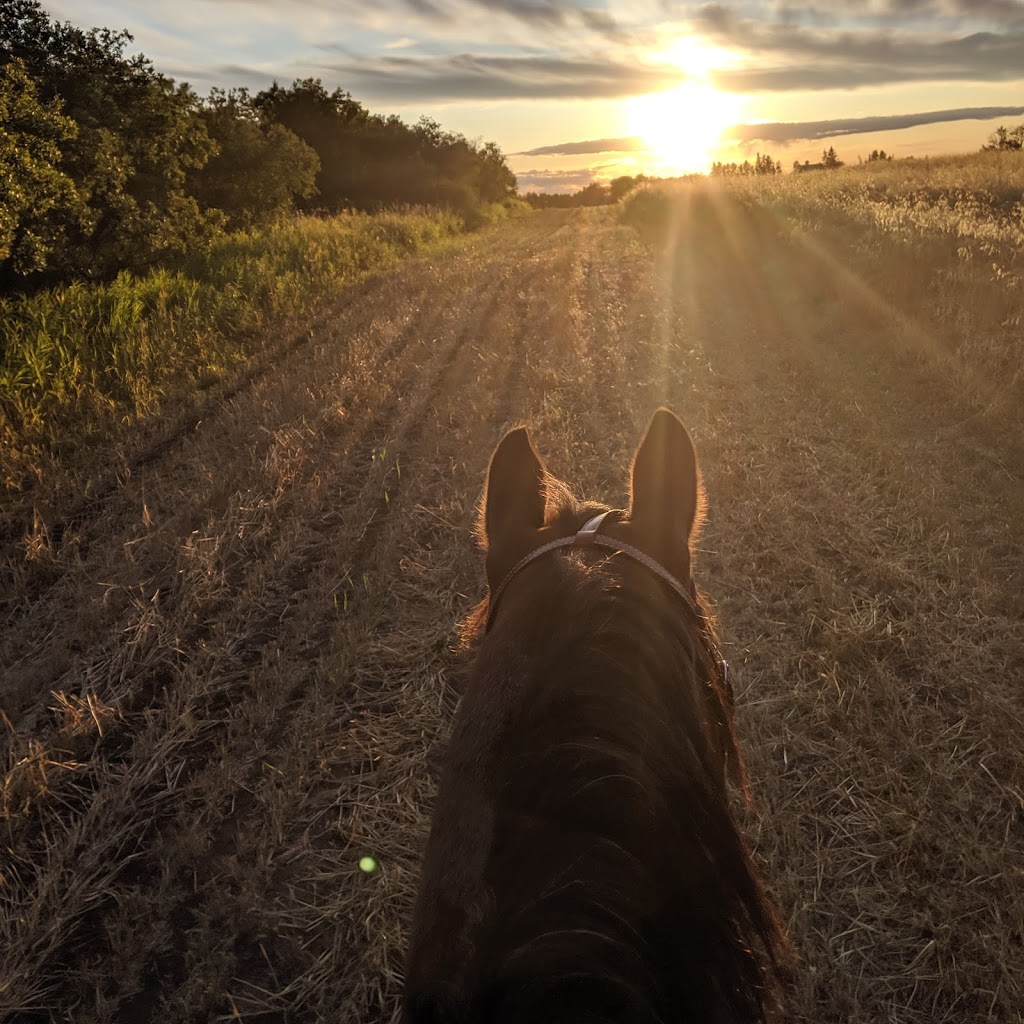 Strickland Ranch | 23256 Township Rd 352, Elnora, AB T0M 0Y0, Canada | Phone: (403) 483-8820