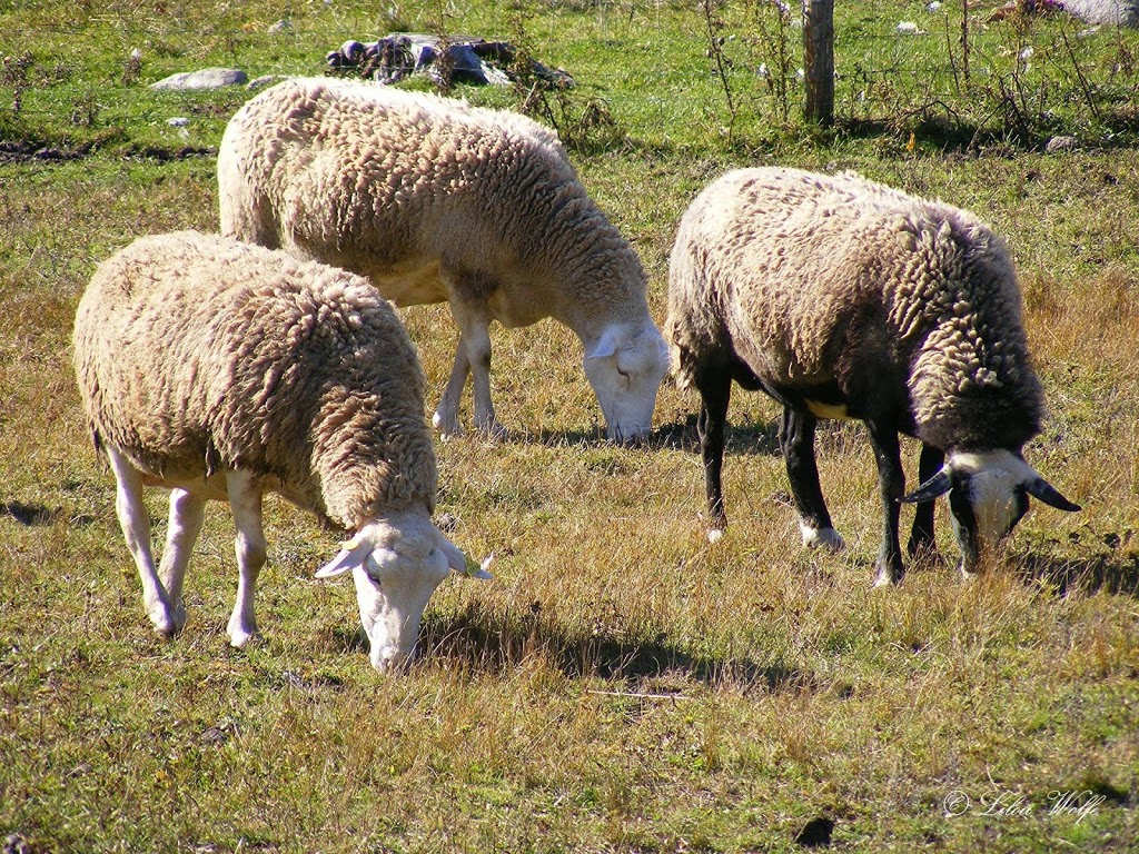 Deça Deci - Ferme agrotouristique | 298 rte 263 sud, Marston, QC G0Y 1G0, Canada | Phone: (819) 214-5152