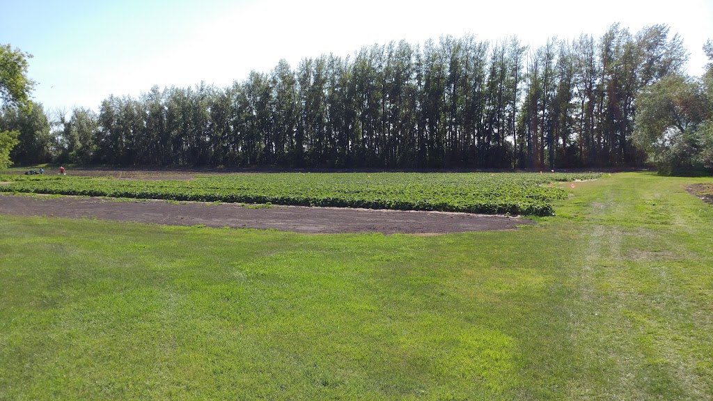 Berry Hill Farm | Rd 8 N, Altona, MB R0G 0B0, Canada | Phone: (204) 319-7089