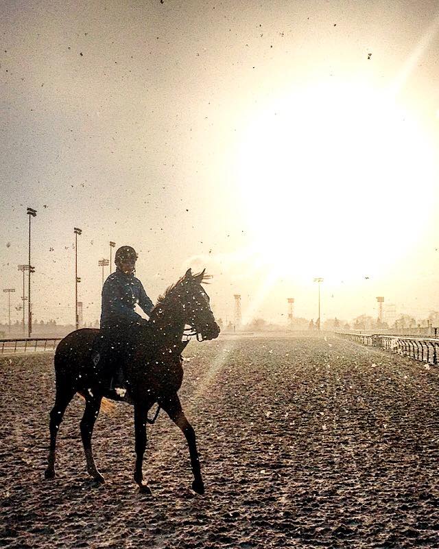 Amplify Stables | 1169 Concession Rd 4, Loretto, ON L0G 1L0, Canada | Phone: (905) 291-3663