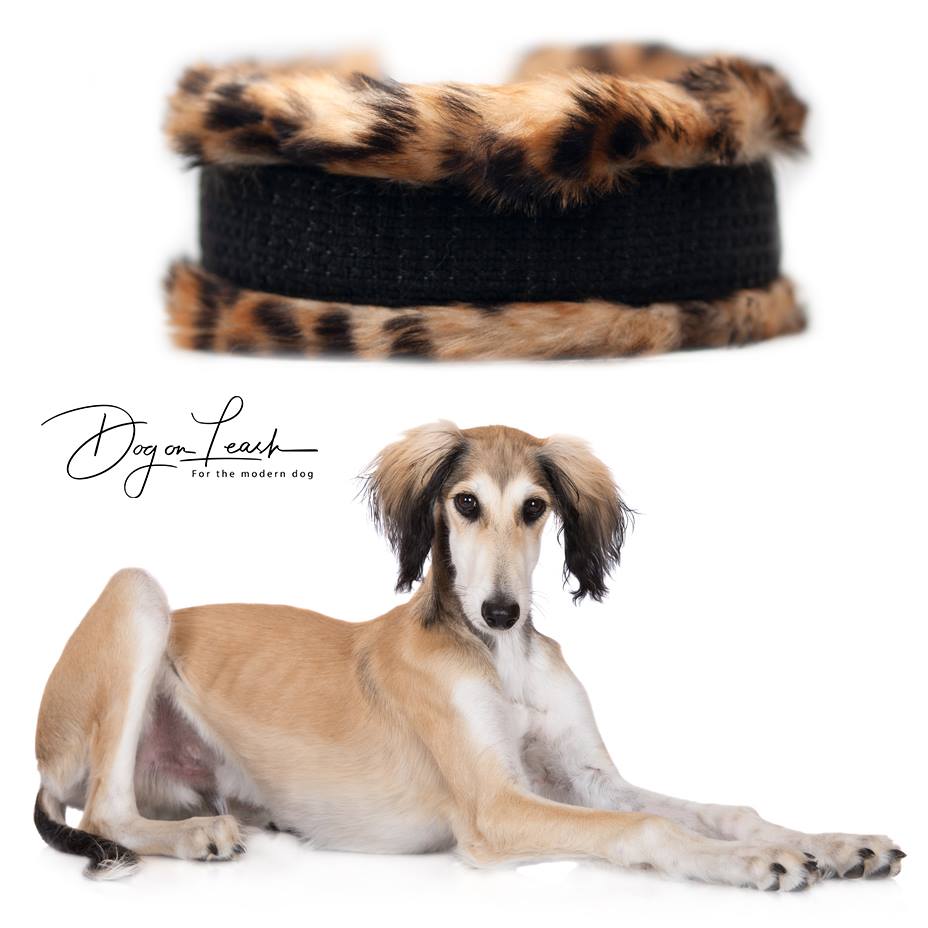 Dog On Leash | 412 Rue du Golf, Saint-Zotique, QC J0P 1Z0, Canada | Phone: (514) 887-2074