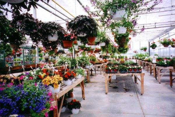 Leslie Gardens Nursery And Greenhouse | 22517 Leslie St, Queensville, ON L0G 1R0, Canada | Phone: (905) 478-8111