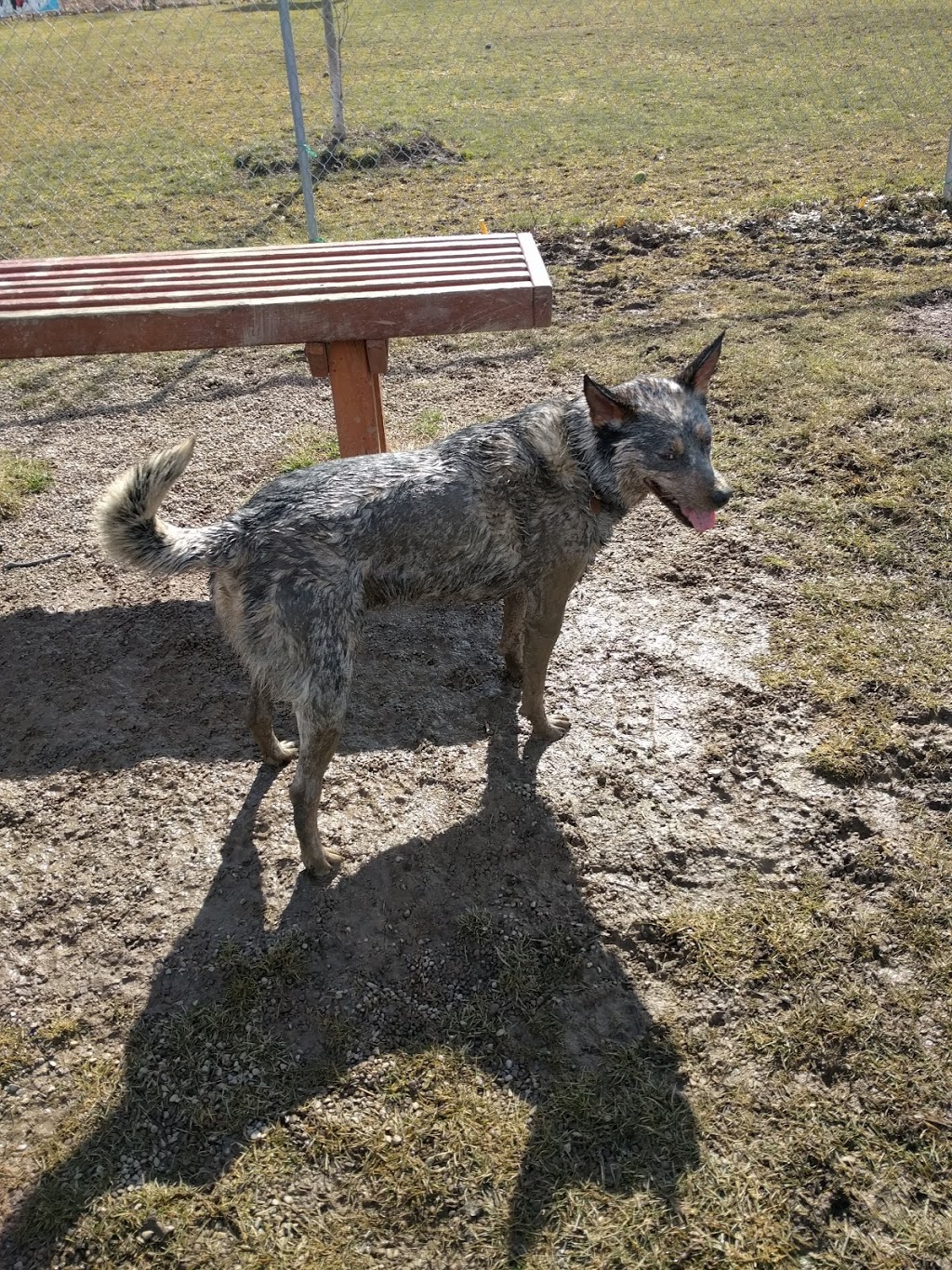 The Paw Park - Off-Leash Dog Park | 550 Smith Rd, East Amherst, NY 14051, USA | Phone: (716) 830-8853