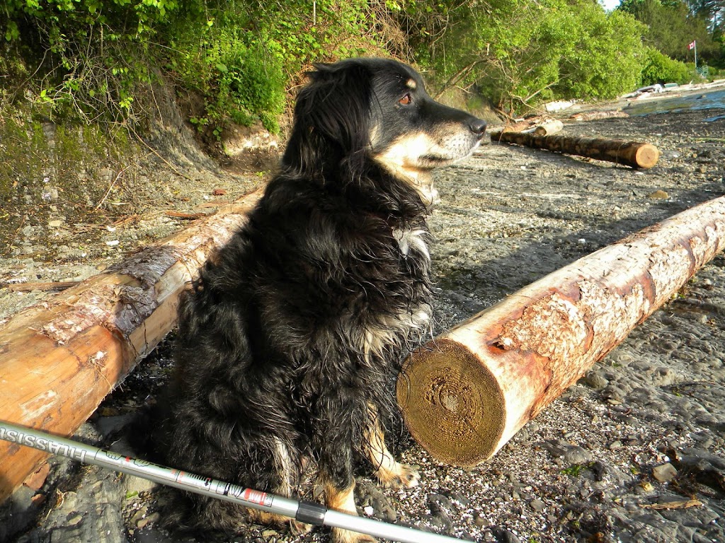 Deluxe Dog Sitting Digs | Elizabeth Dr, Salt Spring Island, BC V8K 1J5, Canada | Phone: (250) 537-5959
