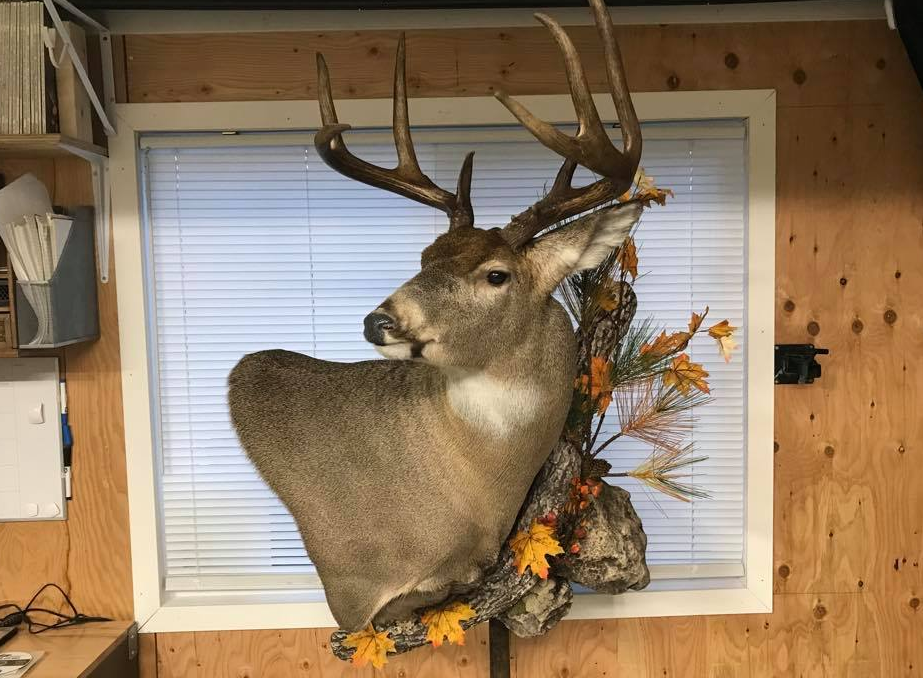 Wilderness Taxidermy Studio | 2709 Grandview Heights, Merritt, BC V1K 1R1, Canada | Phone: (250) 315-5071