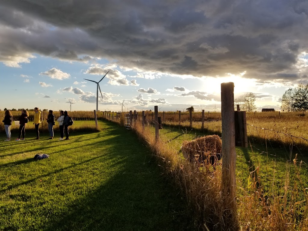 Corn Maze on Wolfe Island | 607 Rd 95 Wolfe Island, Frontenac Islands, ON K0H 2Y0, Canada | Phone: (613) 385-1998