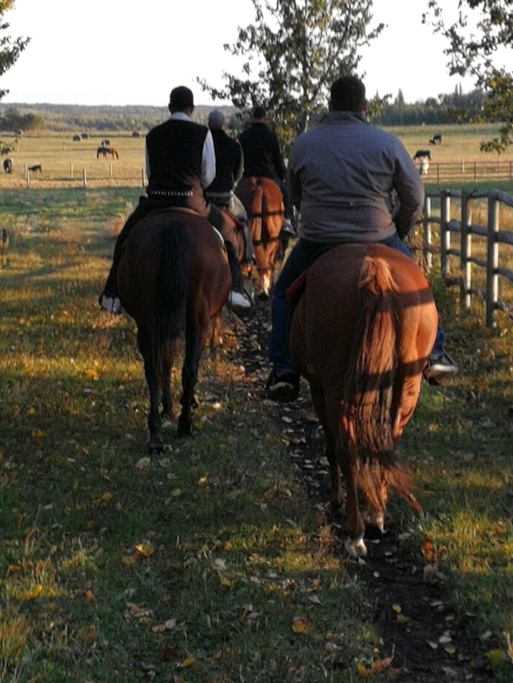 Still Meadows Ranch | 51427 Range Rd 210A, Sherwood Park, AB T8G 1G3, Canada | Phone: (780) 922-5566