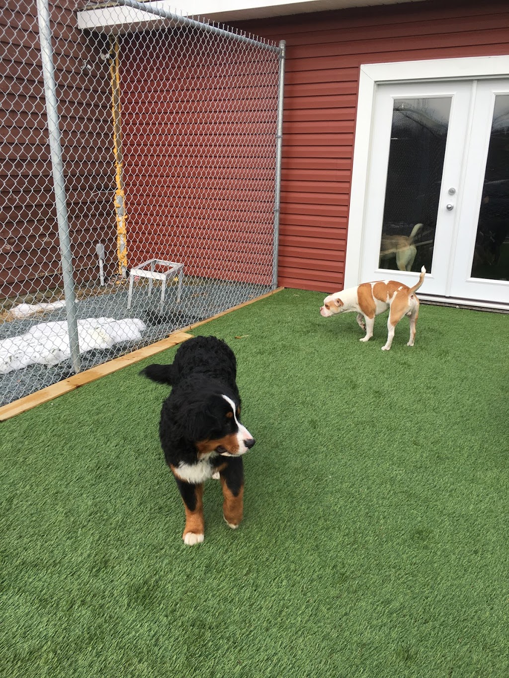 Dogs Chattin Daycare | 862 Main St, Westphal, NS B2W 3V3, Canada | Phone: (902) 434-0937