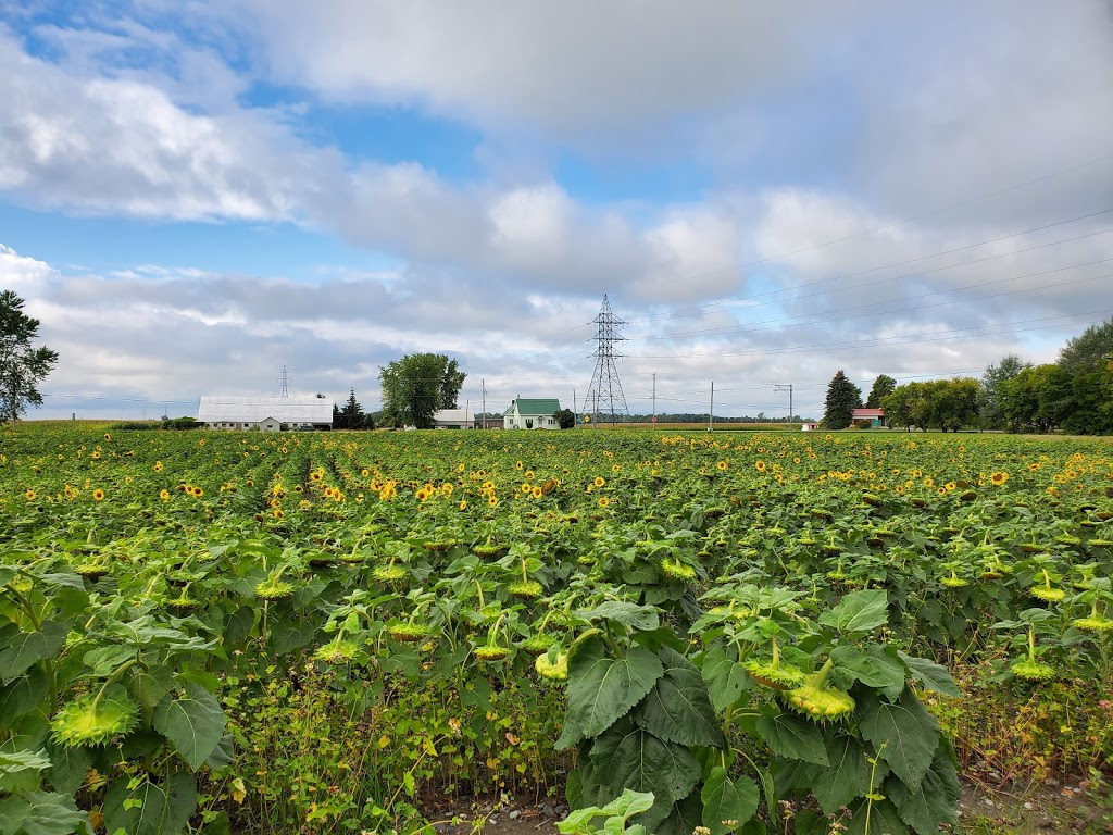 François Dubreuil miel | 486 9e Rang, Saint-Dominique, QC J0H 1L0, Canada | Phone: (450) 773-3232