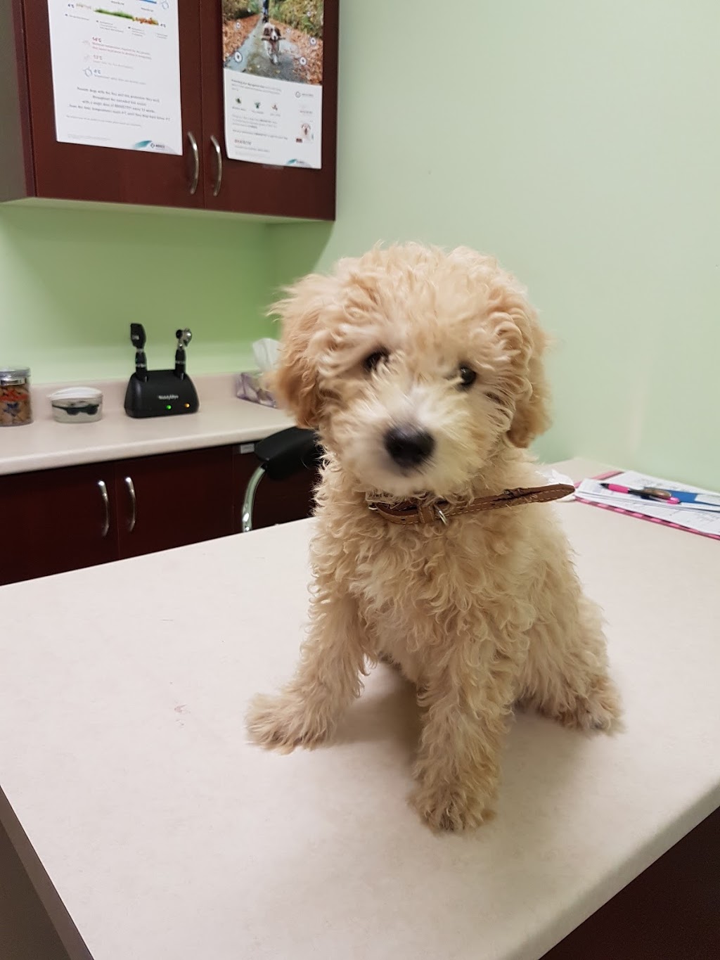 Inglewood Veterinary Clinic | 15352 Hurontario St, Caledon, ON L7C 2C3, Canada | Phone: (905) 838-5800