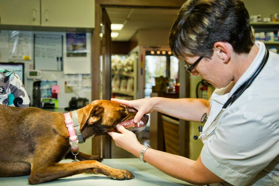 Willow Park Animal Clinic | 9945 Fairmount Dr SE, Calgary, AB T2J 0S2, Canada | Phone: (403) 278-9311