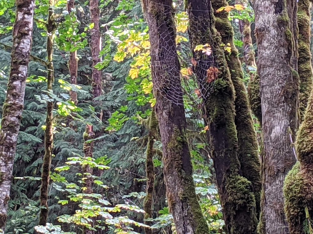 Fossli Park Trail | Unnamed Road, Alberni-Clayoquot D, BC V0R 2B0, Canada | Phone: (250) 720-2700