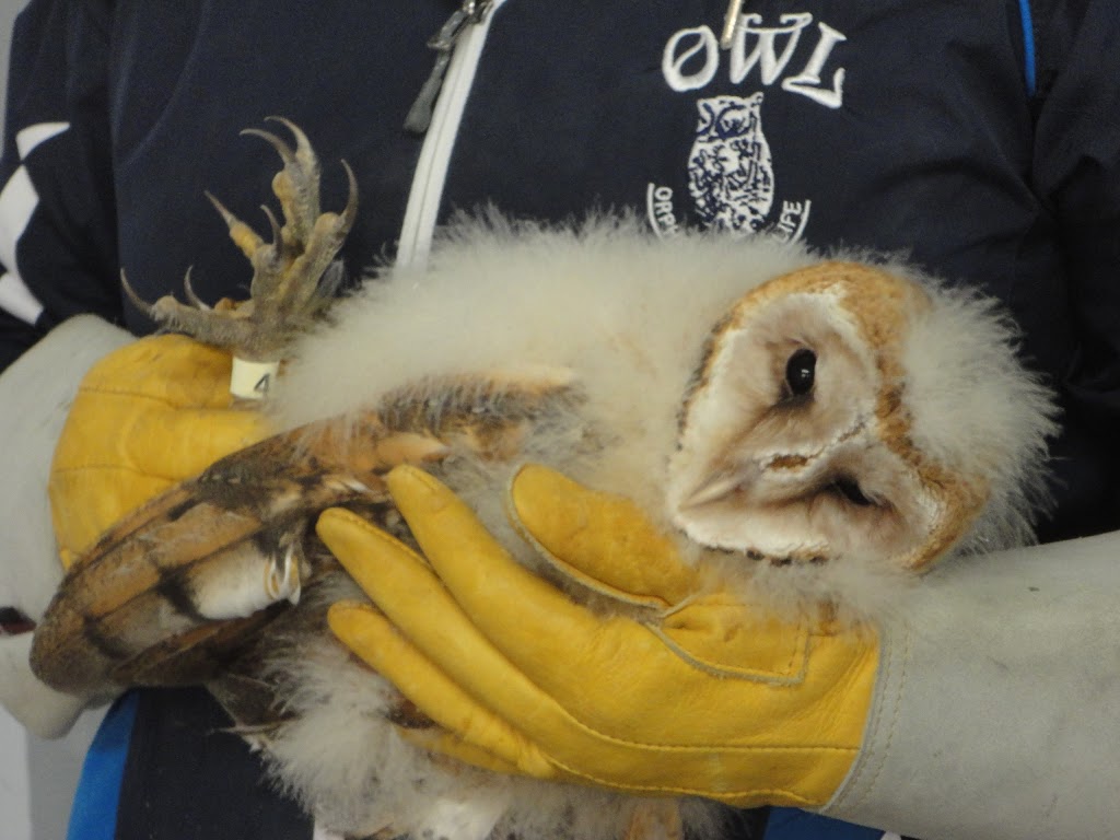 OWL Orphaned Wildlife Rehabilitation Society | 3800 72 St, Delta, BC V4K 3N2, Canada | Phone: (604) 946-3171