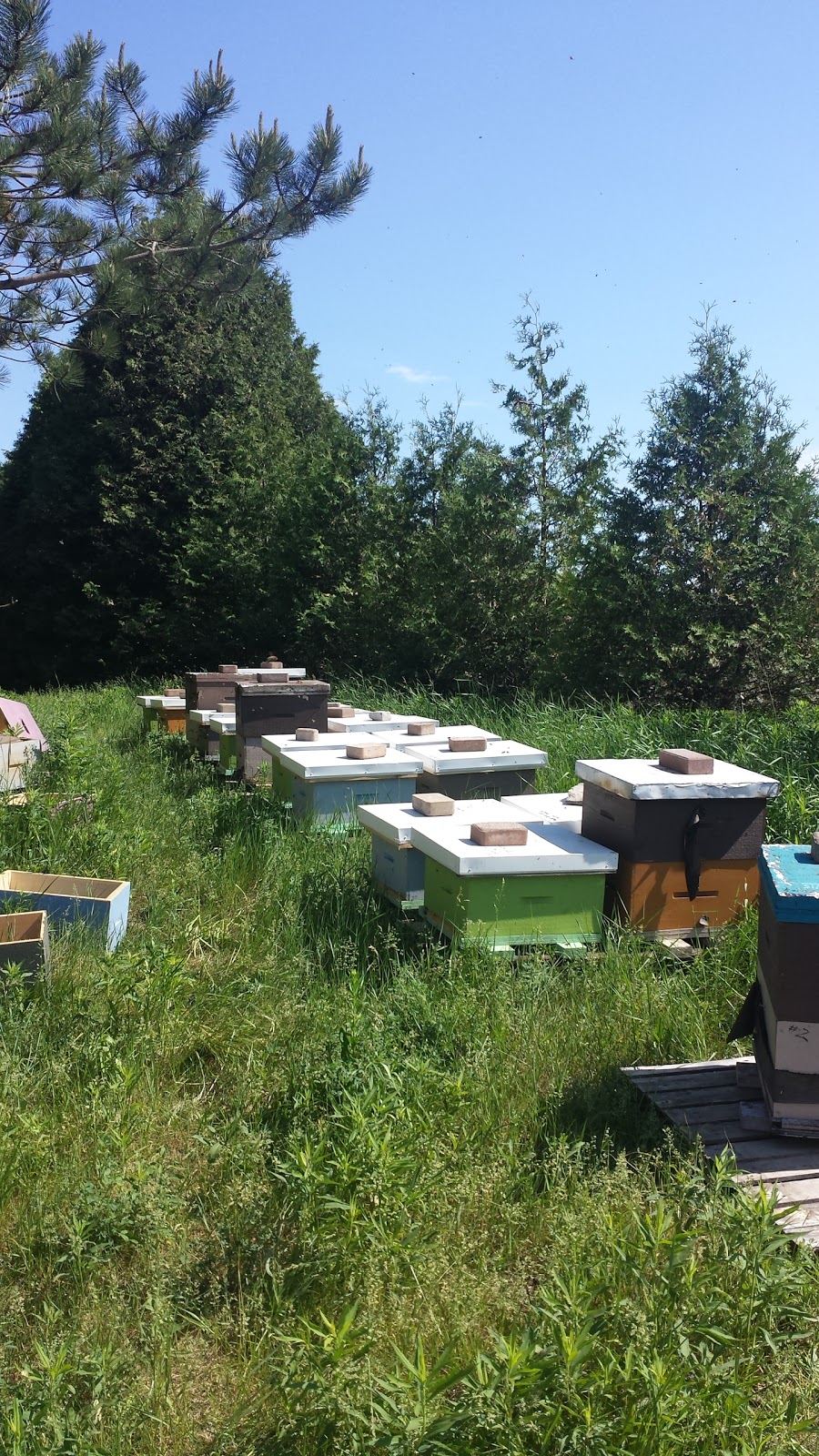 Sticky Mittens Honey And Pollination | box 203, 391 Main Street of Courtland, Courtland, ON N0J 1E0, Canada | Phone: (226) 970-1849
