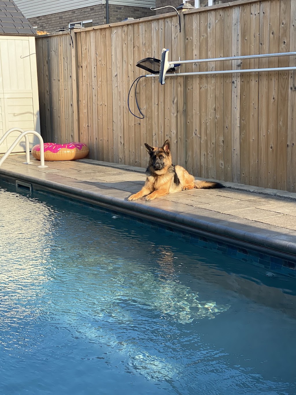 Summerlines German Shepherds | 8 Alden St, Hannon, ON L0R 1P0, Canada | Phone: (905) 805-4242