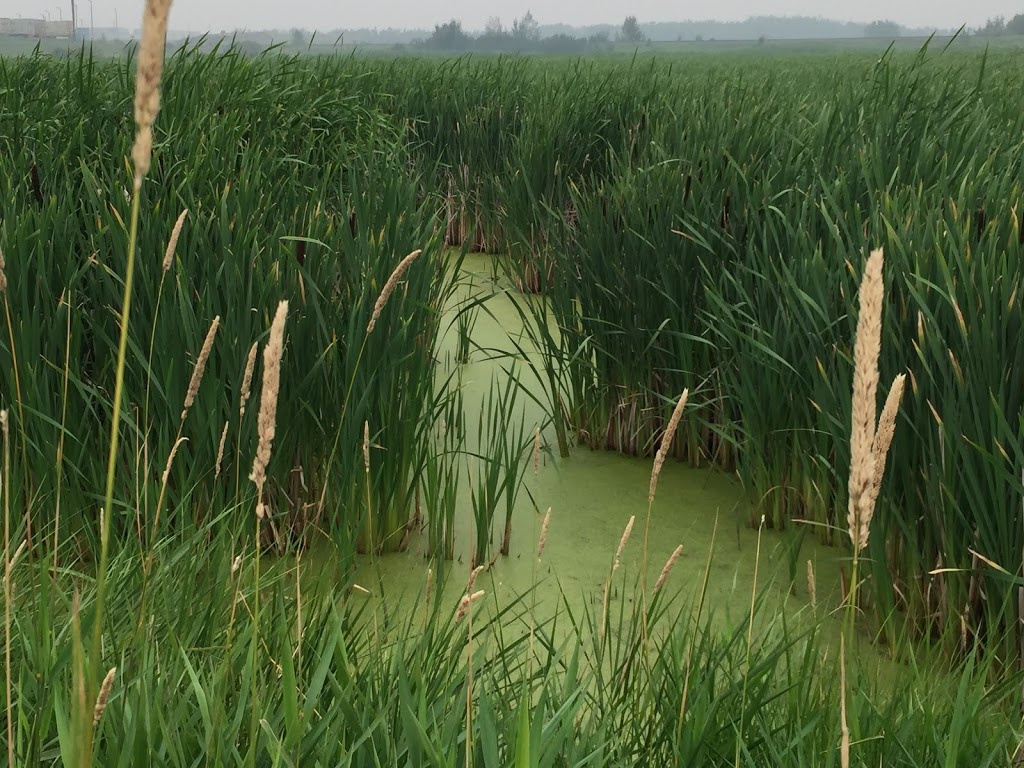 John E. Poole Wetlands | Unnamed Road, St. Albert, AB T5V, Canada