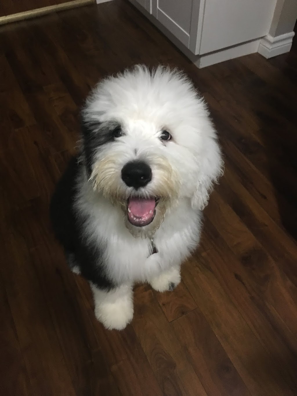 Tasiahills Reg. Old English Sheepdogs | 20 Mill St, Markham, ON L3P 1K9, Canada | Phone: (416) 399-8110