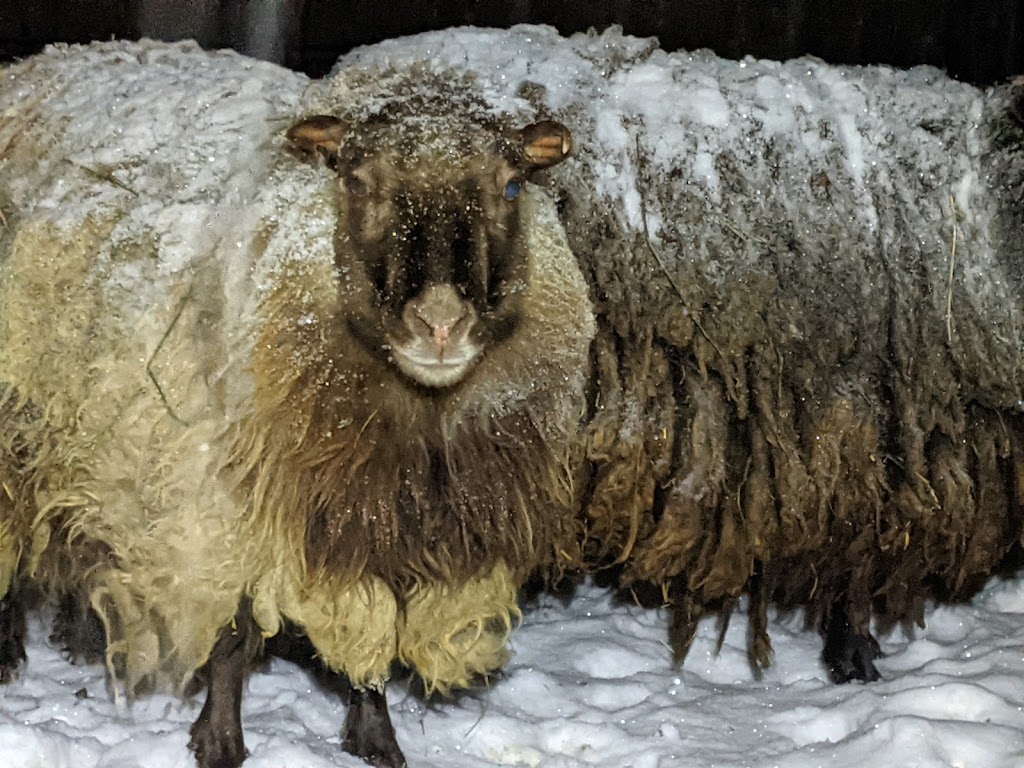 Yurkowski Family Farm | 88152 MB-12, Greenwald, MB R0E 0C0, Canada | Phone: (204) 205-0542