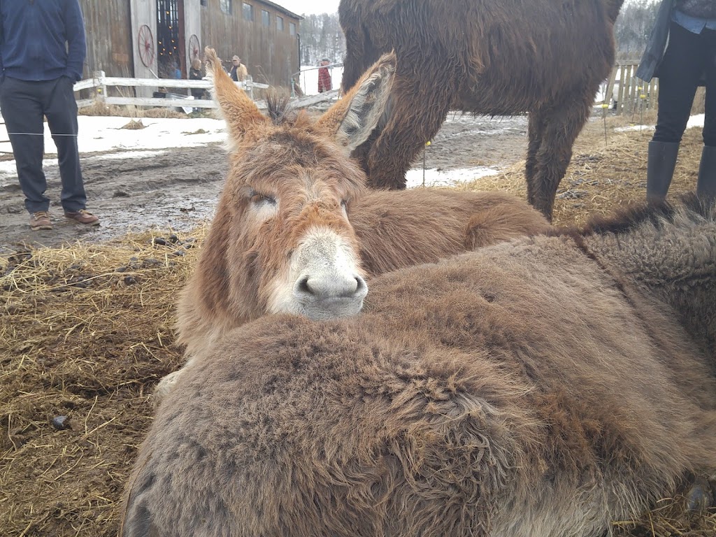 Peabody Farm | 26 Chem. Sullivan, Venosta, QC J0X 3E0, Canada | Phone: (613) 558-4517