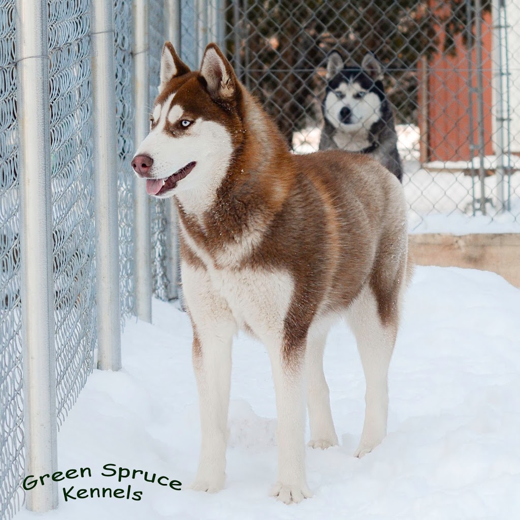 Green Spruce Kennels | 1649 Concession Rd 10, Langton, ON N0E 1G0, Canada | Phone: (519) 276-9227