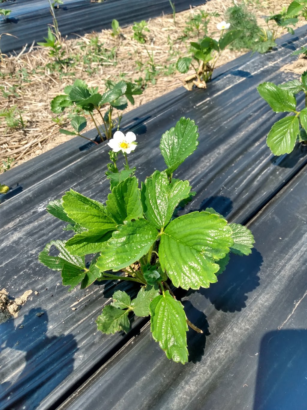 Fraises De LIle DOrleans | 7278 Chem. Royal, Saint-Laurent-de-lÎle-dOrléans, QC G0A 3Z0, Canada | Phone: (418) 995-1281