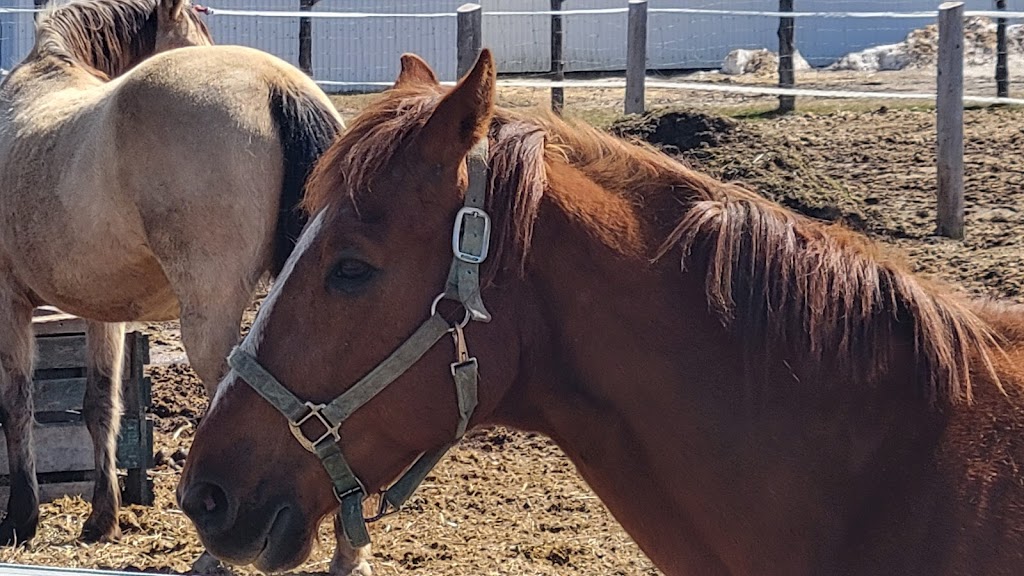 Écurie Beaux Champs | 17366 Rang Ste Marguerite, Mirabel, QC J7J 2E7, Canada | Phone: (450) 999-1331