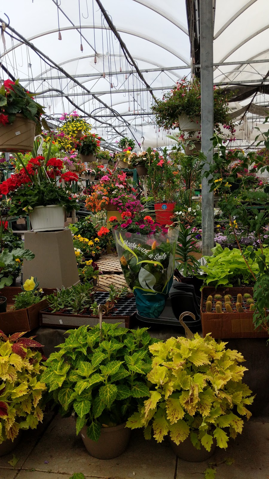 Pineridge Nursery & Garden Centre | 8062 County 2 Rd, Cobourg, ON K9J 4J7, Canada | Phone: (905) 372-8848