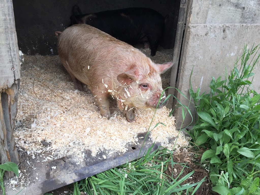 Ferme Selby Farm | 1332 Chemin Hudon, Dunham, QC J0E 1M0, Canada | Phone: (450) 204-2530