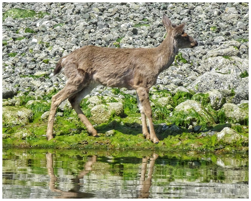 Pacific Biological Station | 3190 Hammond Bay Rd, Nanaimo, BC V9T 6N7, Canada | Phone: (250) 756-7000