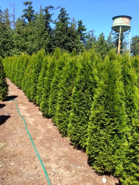 Kimoff Wholesale Nursery | 6656 Welch Rd, Saanichton, BC V8M 1W6, Canada | Phone: (250) 544-2297