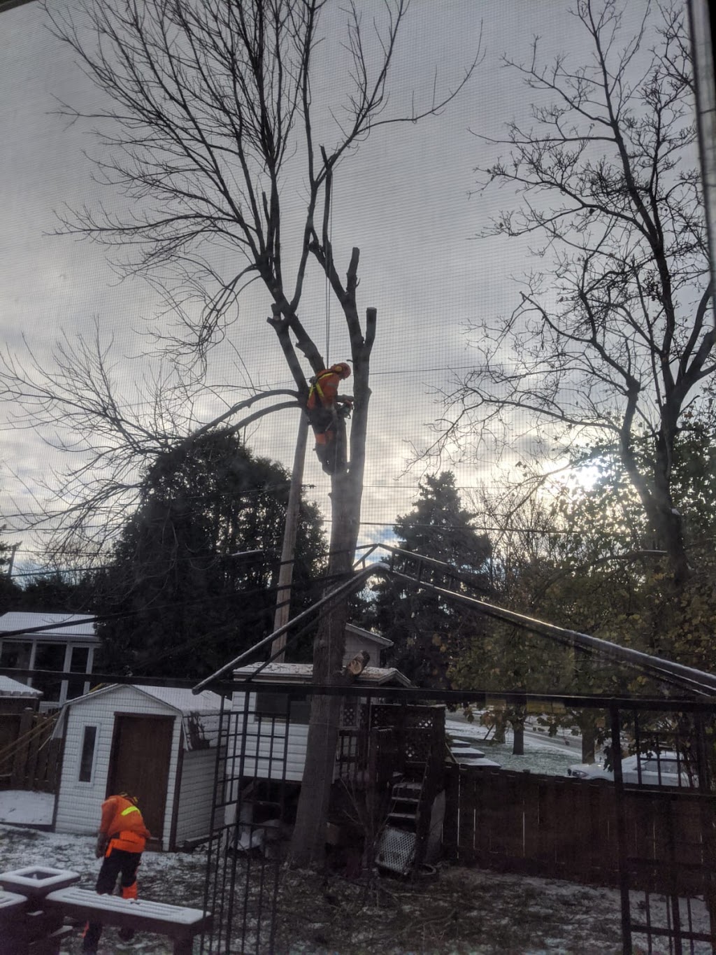 Arboriculture de Beauce | 364E Route-du-Président-Kennedy, Beauceville, QC G5X 1N9, Canada | Phone: (418) 774-6217