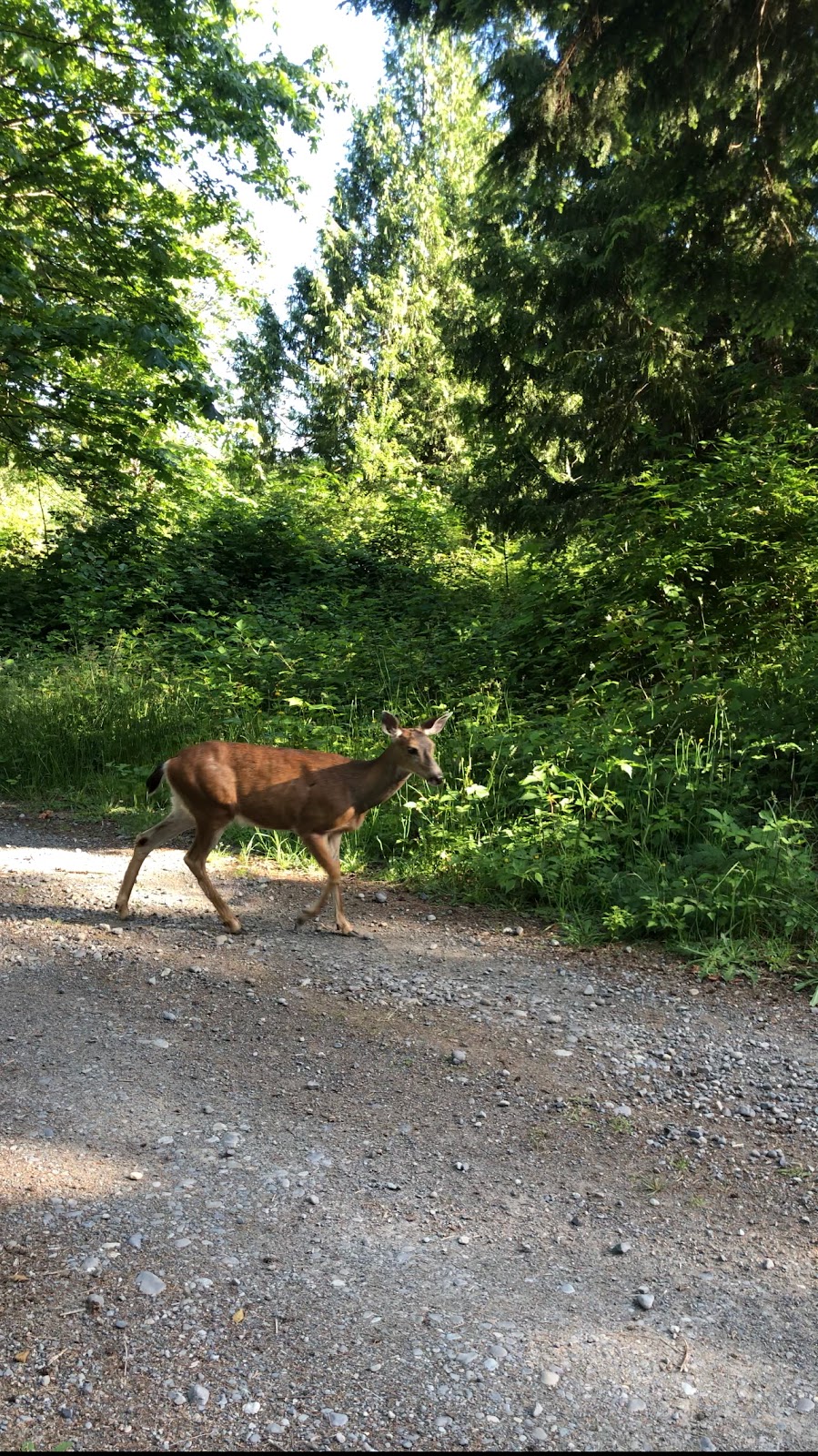 Twin Creeks Campsite | 197 Williamsons Landing Rd, Gibsons, BC V0N 1V6, Canada | Phone: (778) 926-0728