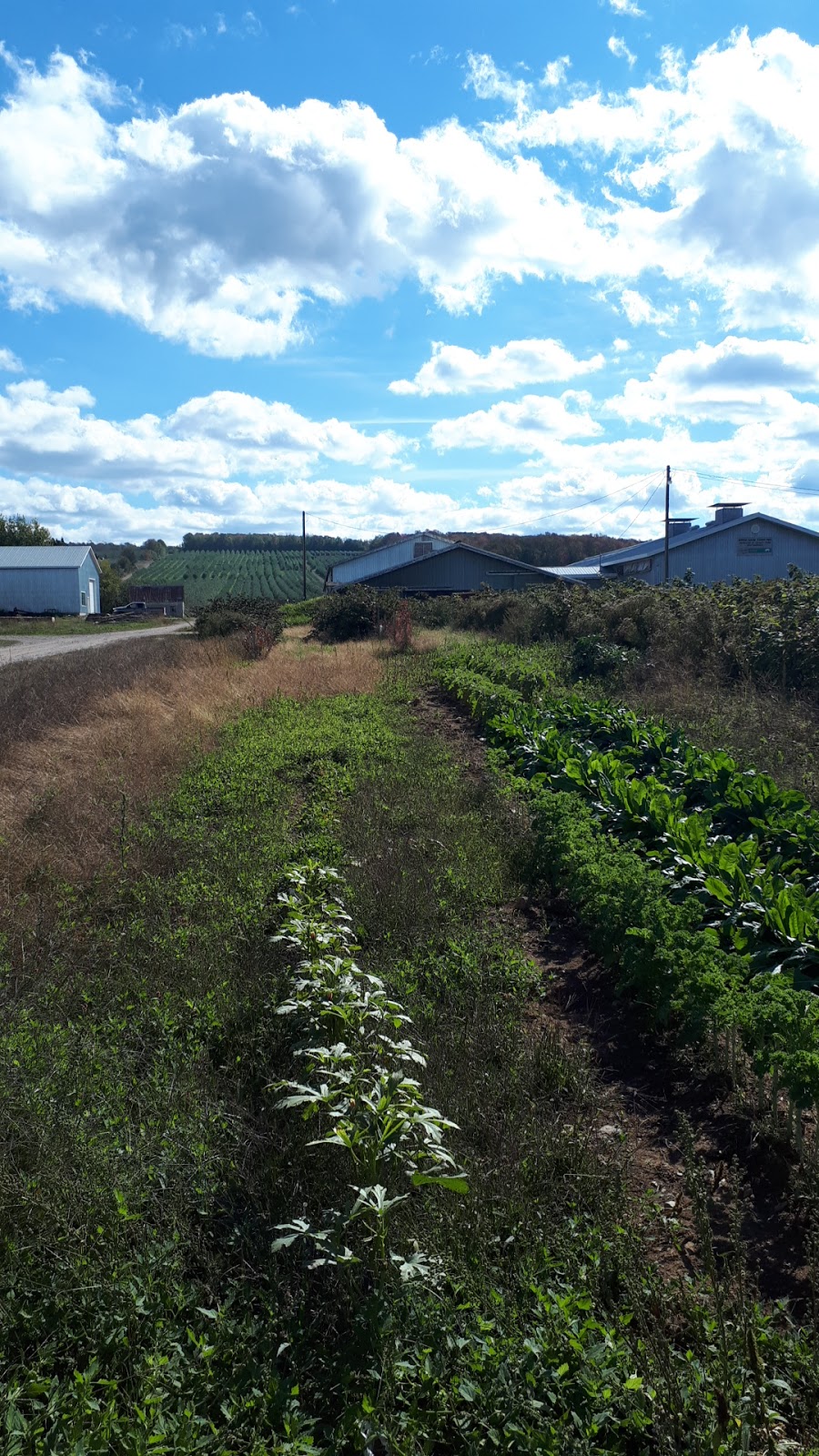 Apple Lane Farm | 54 Prospect Rd, Berwick, NS B0P 1E0, Canada | Phone: (902) 538-7376