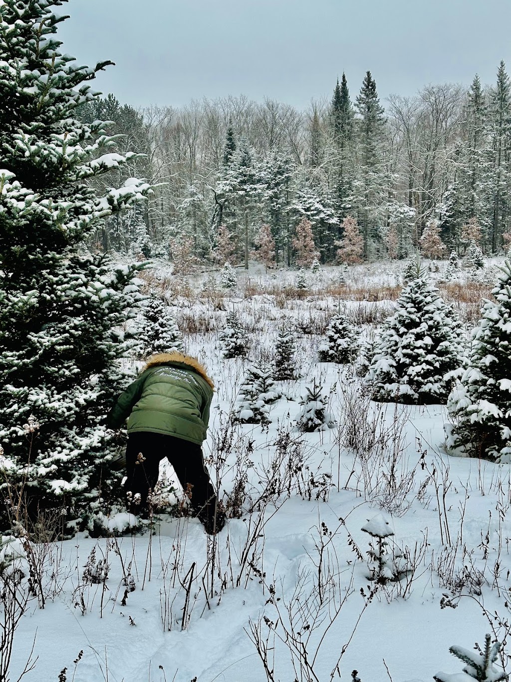 Copeman Tree Farms | 66 Bloomfield Rd, Sundridge, ON P0A 1Z0, Canada | Phone: (705) 492-4950