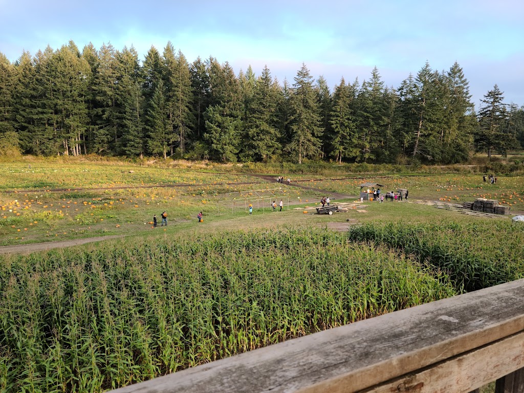 McNabs Corn Maze | 4613 Yellow Point Rd, Ladysmith, BC V9G 1G7, Canada | Phone: (250) 245-0666