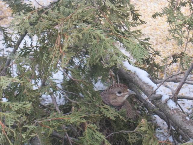 Game Bird Hunting Ontario (On the Wing Game Birds) | ON-6, Durham, ON N0G 1R0, Canada | Phone: (519) 369-8023