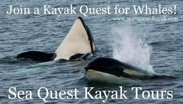 Sea Quest Kayak Tours | 2 Front St, Friday Harbor, WA 98250, USA | Phone: (360) 378-5767
