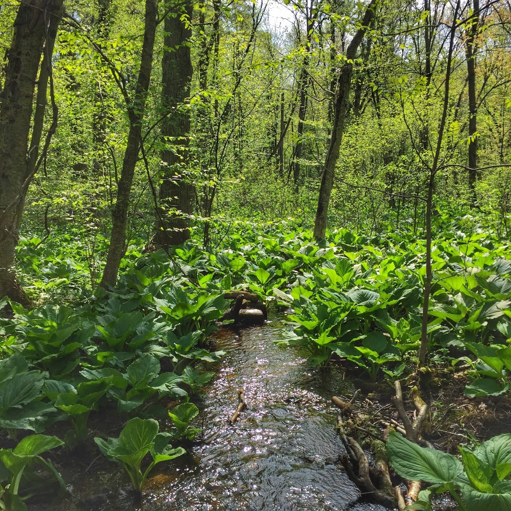 Lawson Nature Reserve | McBeth Rd, Salford, ON N0J 1W0, Canada | Phone: (416) 444-8419