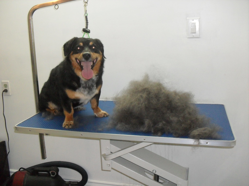 Frickers Furry Friends Dog Grooming | 30 Arvida Ave, Halifax, NS B3K 1R6, Canada | Phone: (902) 477-1818