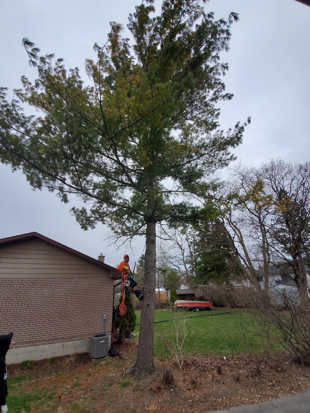 Tonys Tree Service | 4 S Wellington St, Frankford, ON K0K 2C0, Canada | Phone: (613) 661-8309