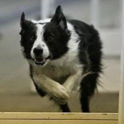 Jarvis Flyball Box | 2 Fuller Dr, Caledonia, ON N3W 2L3, Canada | Phone: (905) 730-8885