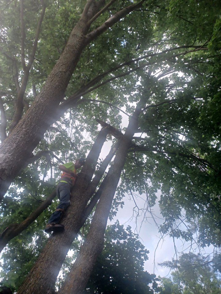 BOSSDAWG TREE REMOVALS | 362 Main St Apt 2, Deseronto, ON K0K 1X0, Canada | Phone: (613) 848-8326