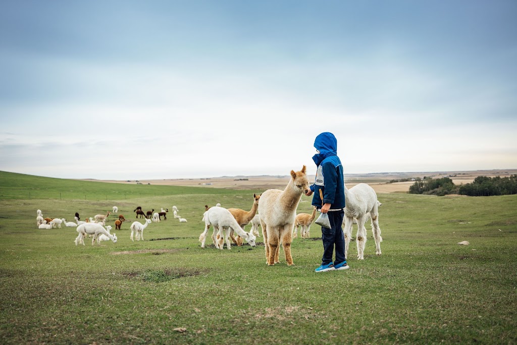 Kirk’s Alpaca Farm | Range Rd 255, Torrington, AB T0M 2B0, Canada | Phone: (403) 412-9166