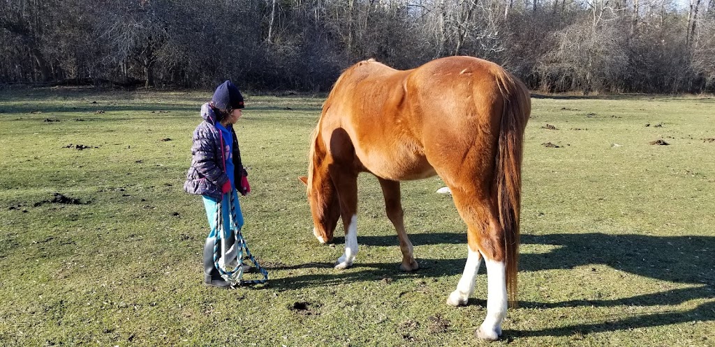 Northern Lights Equine | 680 Poonamalie Side Rd, Smiths Falls, ON K7A 4S4, Canada | Phone: (613) 284-0213