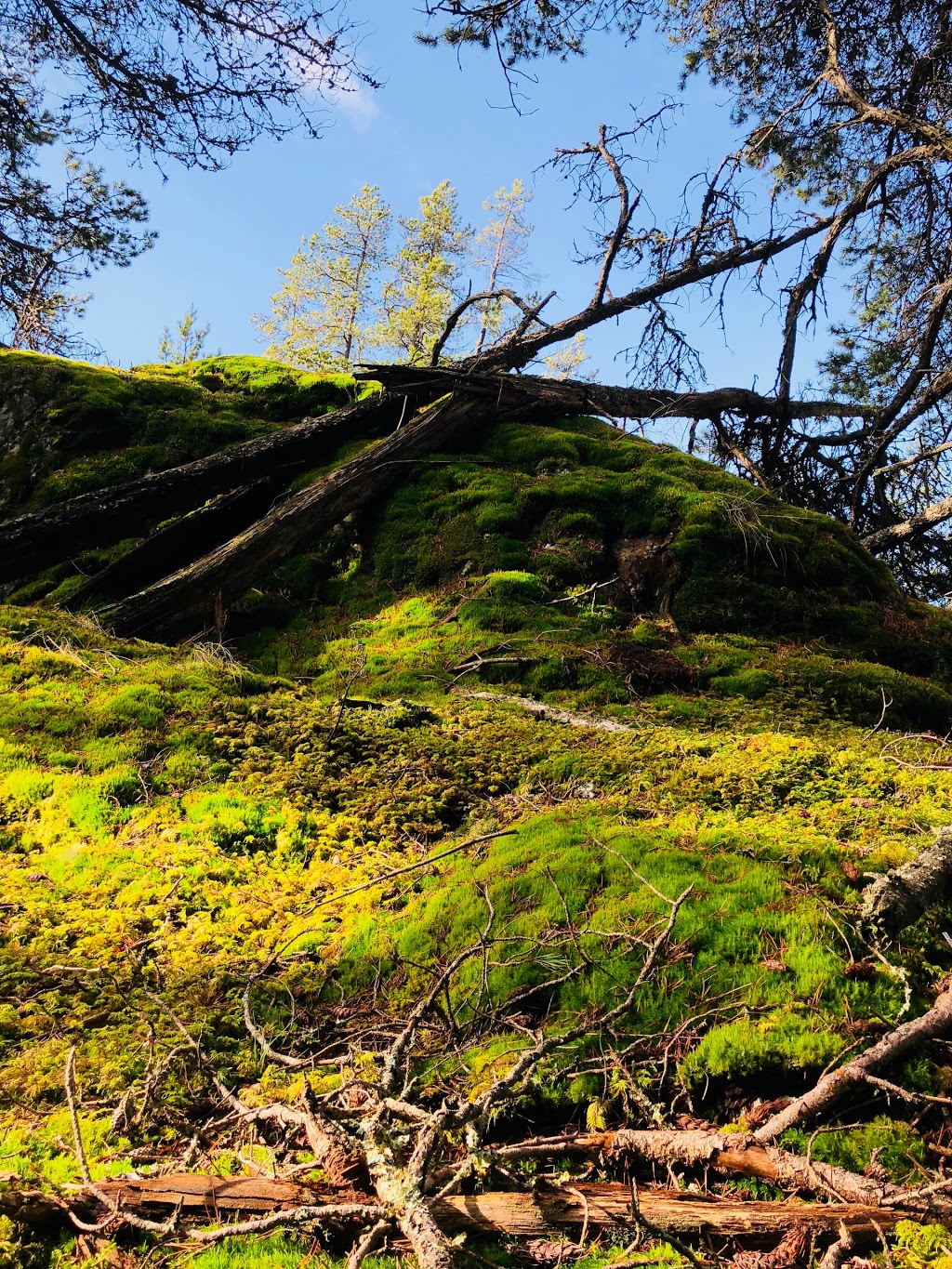 Mossy Outcrop | Bowen Island, BC V0N 1G2, Canada