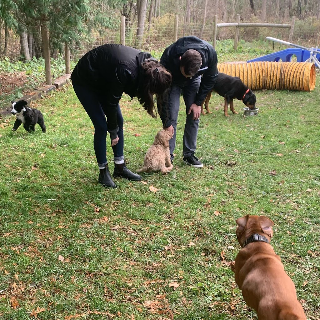 Puppy Power Dog Training Classes | 54 Guelph Ave, Cambridge, ON N3C 1A3, Canada | Phone: (519) 781-8701