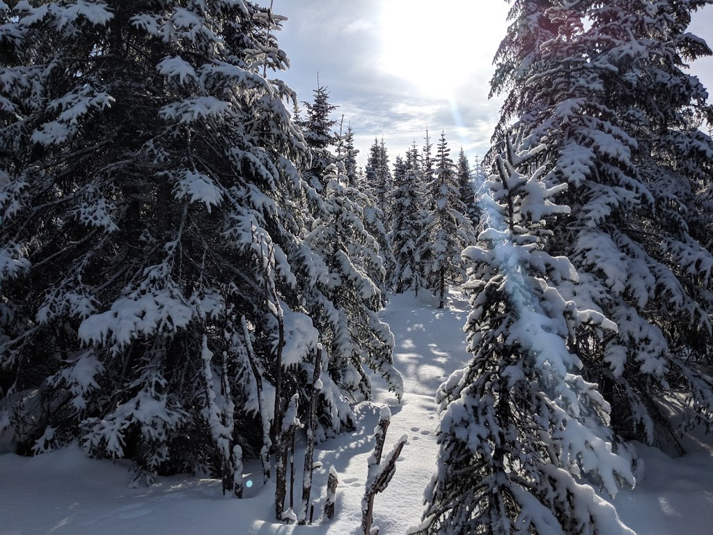 Réserve faunique des Laurentides | Route QC-175 Km 94, Sainte-Brigitte-de-Laval, QC G0A 3K0, Canada | Phone: (418) 528-6868