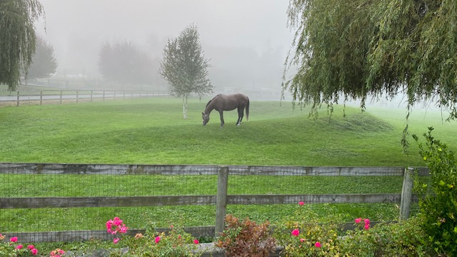 Old Southlands Stables | 3425 Celtic Ave, Vancouver, BC V6N 3X8, Canada | Phone: (778) 926-6554