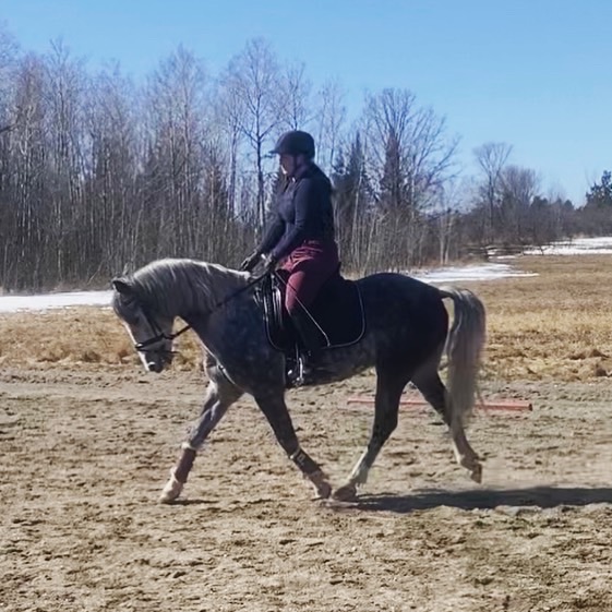 Ever After Equestrian Services | 15 Woodcock Rd, Massey, ON P0P 1P0, Canada | Phone: (289) 260-9048